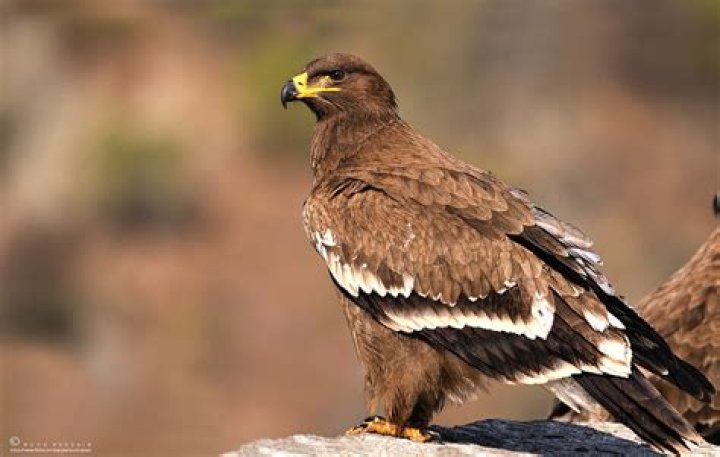 What is the national animal of Egypt?