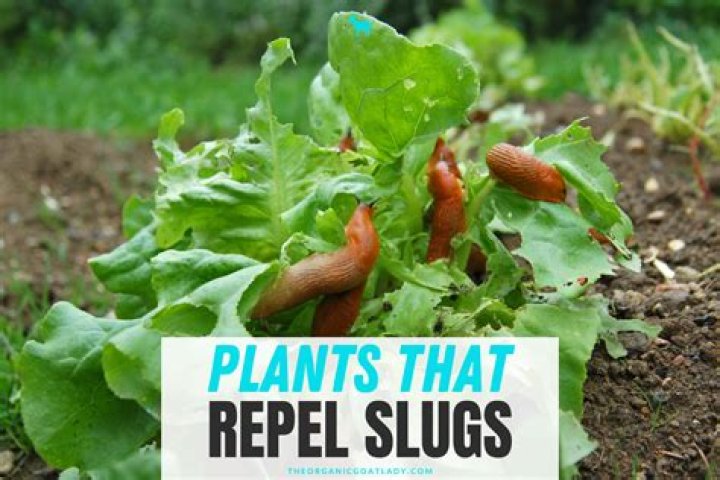 What plants repel slugs?