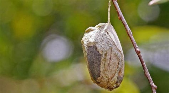 What will happen if cocoon is not boiled?