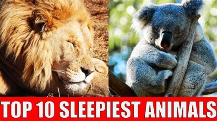 Which animal sleeps with only half its brain?
