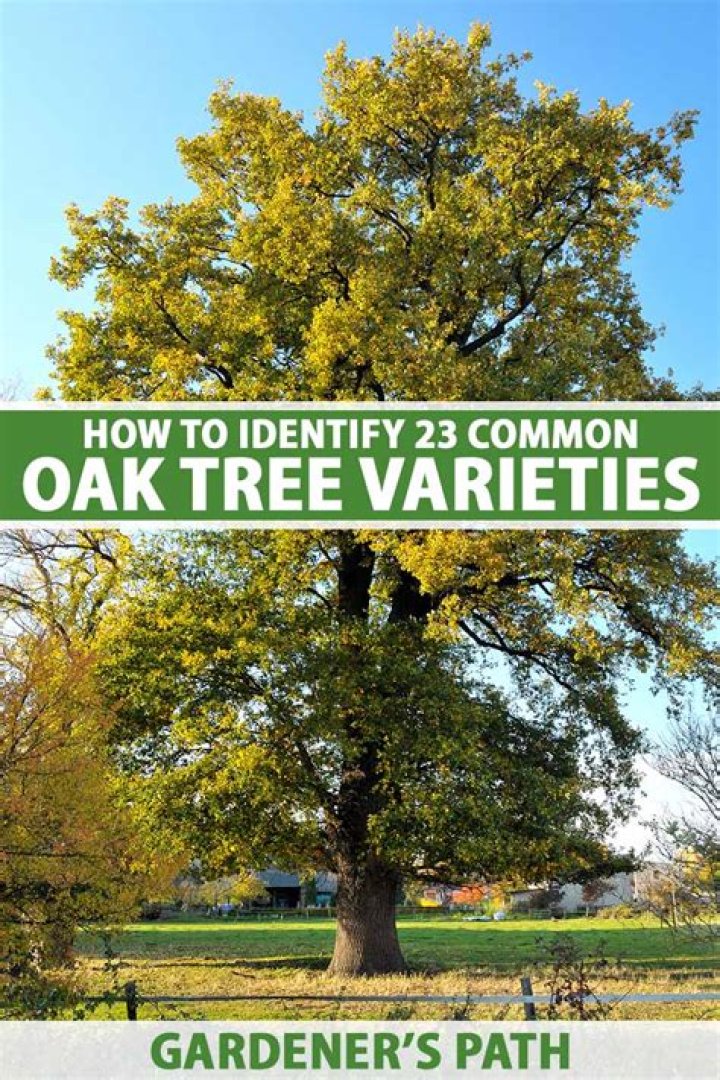 Which oak tree is best for shade?