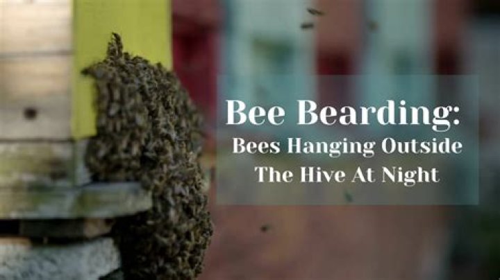 Why are my bees hanging outside the hive at night?