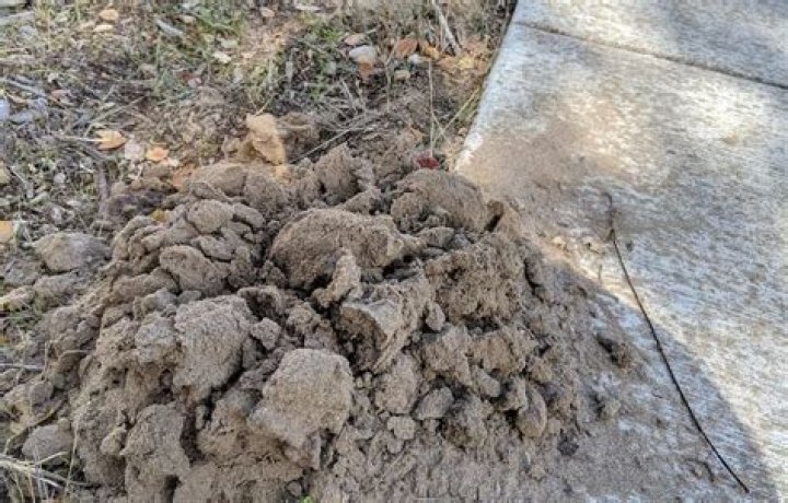 Why are there suddenly so many bees in my yard?