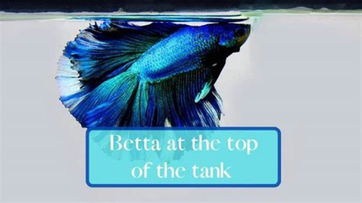 Why does my betta stay at the top of the tank?