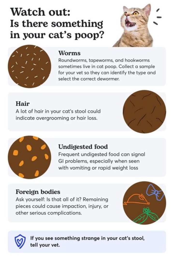 Why does my cat poop little balls?