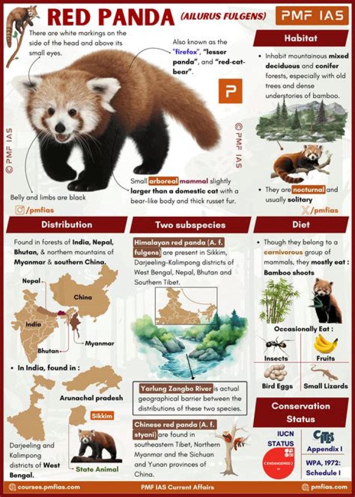 Why does the girl turn into a red panda?