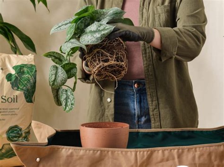 Why is my plant screaming?